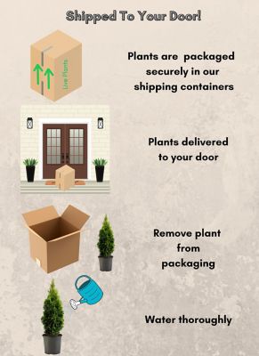 Image showing 1 gal. Potted Emerald Green Arborvitae Shrub