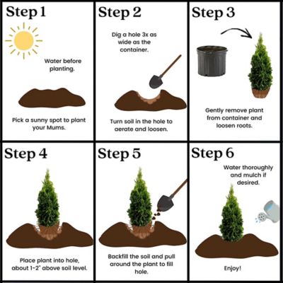 Image showing 5 th Unbranded 1 gal. Potted Emerald Green Arborvitae Shrub Bush