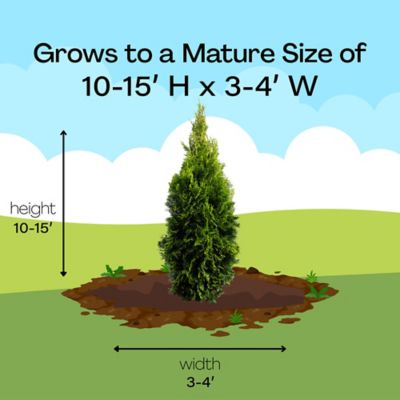 Image showing 6 th Unbranded 1 gal. Potted Emerald Green Arborvitae Shrub Bush