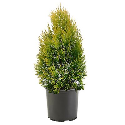 2.25 gal. Arborvitae Forever Goldy Shrub at Tractor Supply Co.