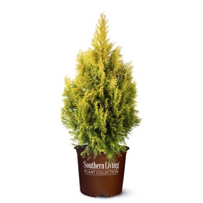 2.25 gal. Arborvitae Forever Goldy Shrub