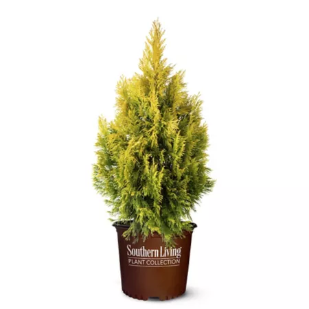 2.25 gallons Golden shrub Arborvitae Forever in pot Bushes