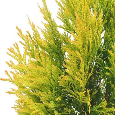 Image showing  2 gal. Potted Forever Goldy Arborvitae Shrub