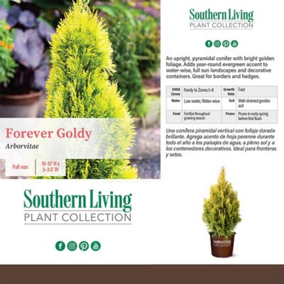 Image showing  2 gal. Potted Forever Goldy Arborvitae Shrub