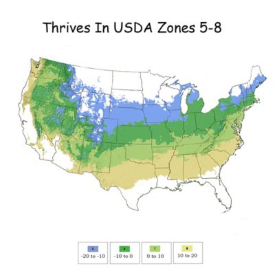 Image showing  2 gal. Potted Forever Goldy Arborvitae Shrub