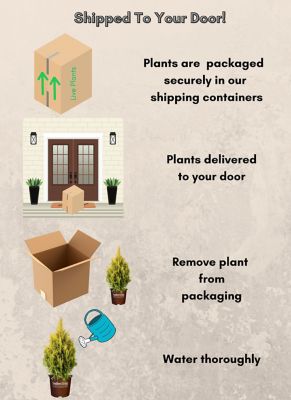 Image showing 5 th Southern Living Plant Collection 2 gal. Potted Forever Goldy Arborvitae Shrub