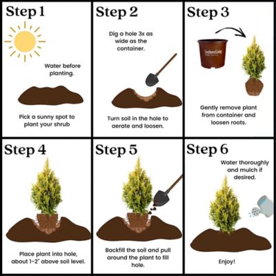 Image showing 6 th Southern Living Plant Collection 2 gal. Potted Forever Goldy Arborvitae Shrub