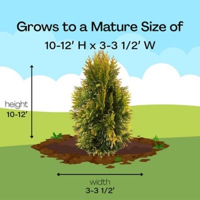 Image showing 7 th Southern Living Plant Collection 2 gal. Potted Forever Goldy Arborvitae Shrub