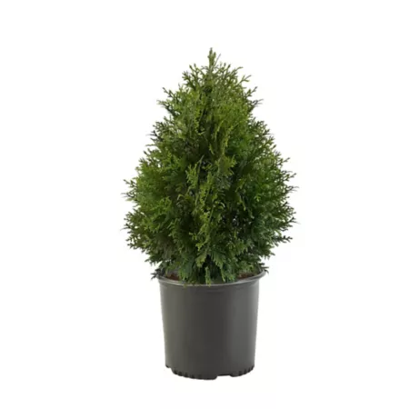 2.25 gallons Green giant shrub Arborvitae in pot Bushes