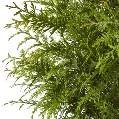 Image showing 2.25 gal. Potted Green Giant Arborvitae Shrub