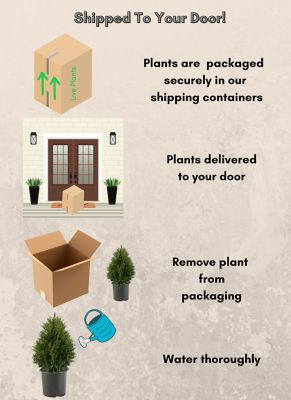 Image showing 5 th Unbranded 2.25 gal. Potted Green Giant Arborvitae Shrub Bush