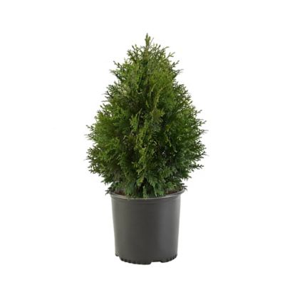 7 gal. Potted Arborvitae Green Giant Shrub