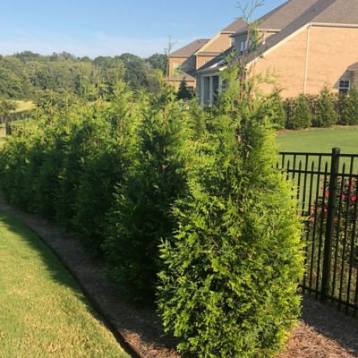 Image showing 7 gal. Potted Green Giant Arborvitae Shrub