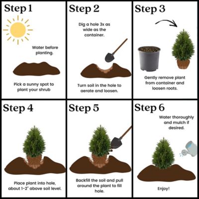 Image showing 6 th Unbranded 7 gal. Potted Green Giant Arborvitae Shrub Bush