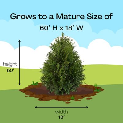 Image showing 7 th Unbranded 7 gal. Potted Green Giant Arborvitae Shrub Bush