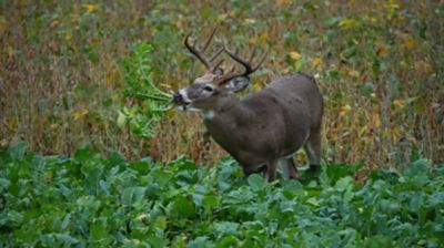 Image showing  Big Sexy Deer Food Plot Mix, 3 lb.