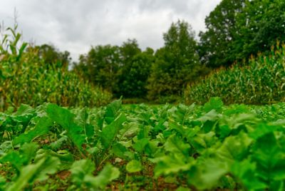 Image showing 5 th Domain Outdoor Big Sexy Deer Food Plot Mix, 3 lb.