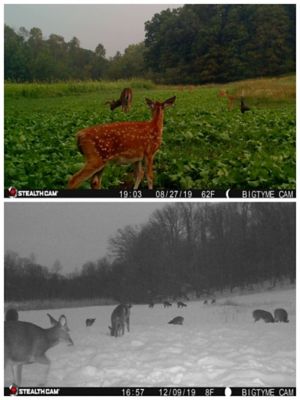 Image showing 6 th Domain Outdoor Big Sexy Deer Food Plot Mix, 3 lb.