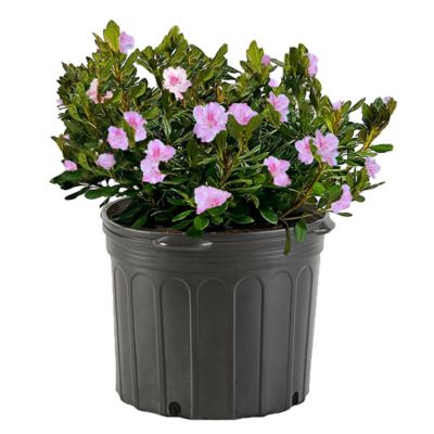 2.25 gal. Azalea Conversation pc. Pink Shrub