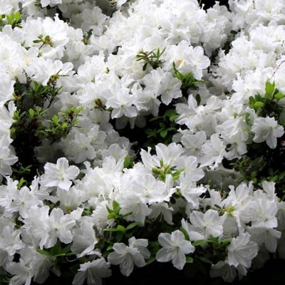 Image showing  1 gal. Potted White Delaware Valley Azalea Shrub Bush