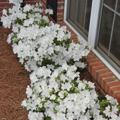 Image showing  1 gal. Potted White Delaware Valley Azalea Shrub Bush