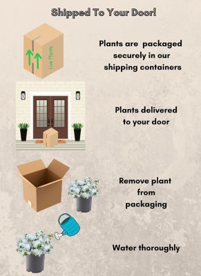 Image showing  1 gal. Potted White Delaware Valley Azalea Shrub Bush