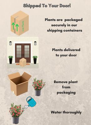 Image showing 1 gal. Potted Fashion Azalea Shrub, 17325