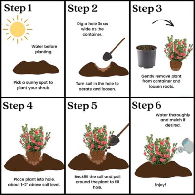 Image showing 1 gal. Potted Fashion Azalea Shrub, 17325