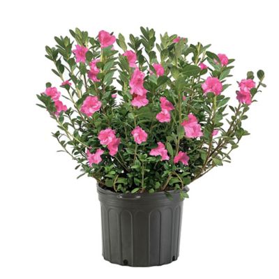 1 gal. Azalea Herbert Shrub