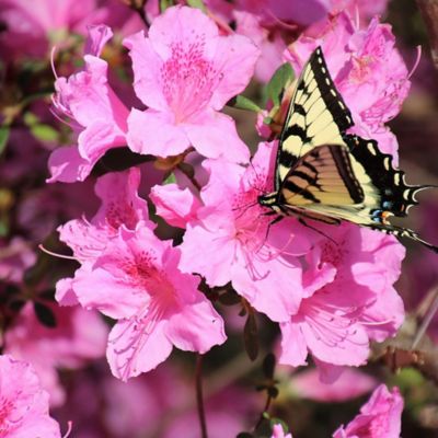 Image showing 1 gal. Potted Herbert Azalea Shrub