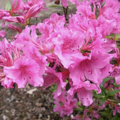 Image showing 1 gal. Potted Herbert Azalea Shrub