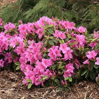 Image showing 1 gal. Potted Herbert Azalea Shrub