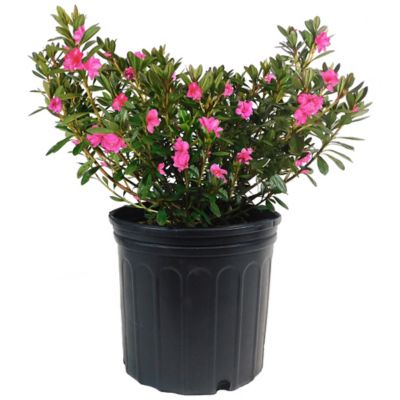 1 gal. Potted Pink Macrantha Azalea Shrub