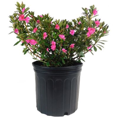 1 gal. Azalea Macrantha Pink Shrub