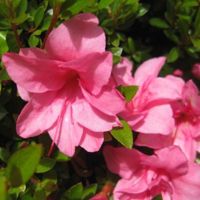 Image showing 1 gal. Potted Pink Macrantha Azalea Shrub