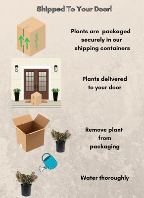 Image showing 1 gal. Potted Pink Macrantha Azalea Shrub