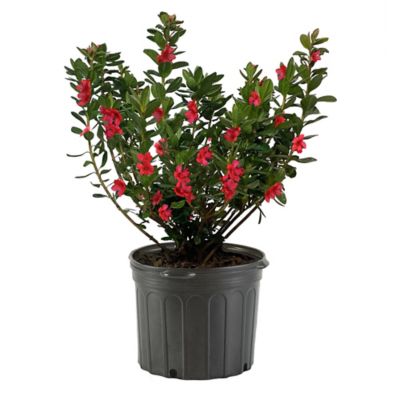 1 gal. Potted Midnight Flare Azalea Shrub