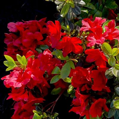 Image showing 1 gal. Potted Midnight Flare Azalea Shrub