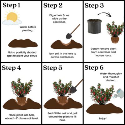 Image showing 1 gal. Potted Midnight Flare Azalea Shrub