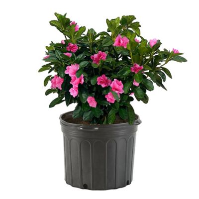 2.25 gal. Azalea Pink Ruffle Shrub