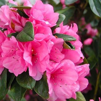 Image showing 2.25 gal. Azalea Pink Ruffle Shrub