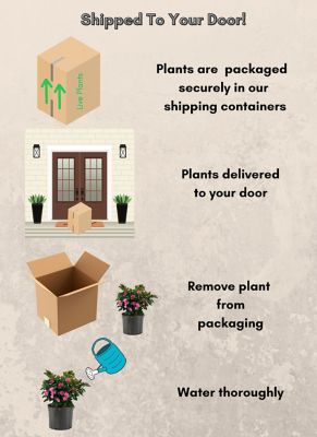 Image showing 2.25 gal. Azalea Pink Ruffle Shrub