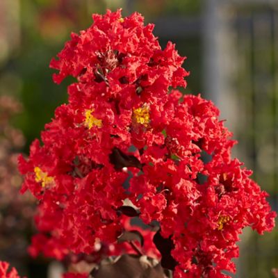 Image showing  2.25 gal. Potted Best Red Crape Myrtle Shrub