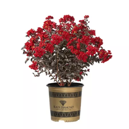 Black Diamond 7 gal Potted Crepe Myrtle Best Red Shrub Bushes