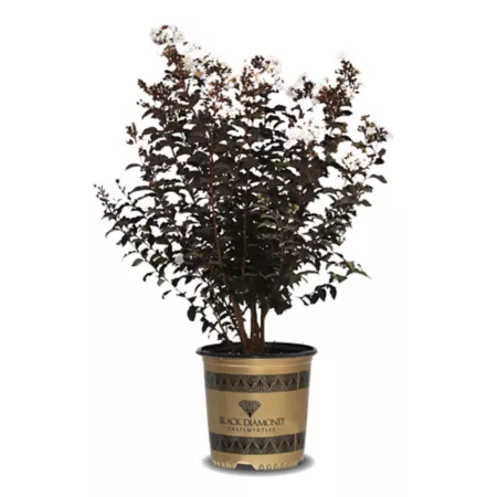 Black Diamond 2.25 gal Pure White Crepe Myrtle Shrub Bushes