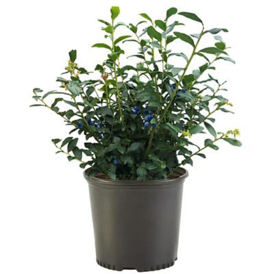 2.25 gal. Potted O'Neal Blueberry Shrub