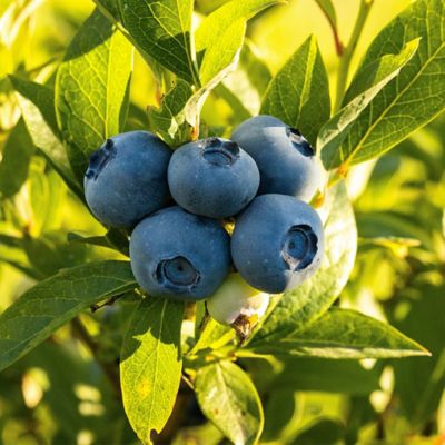 Image showing 2.25 gal. Potted O'Neal Blueberry Shrub