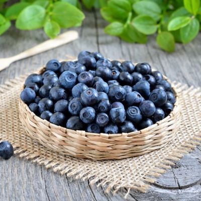 Image showing 2.25 gal. Potted O'Neal Blueberry Shrub