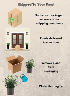 Image showing 2.25 gal. Potted O'Neal Blueberry Shrub