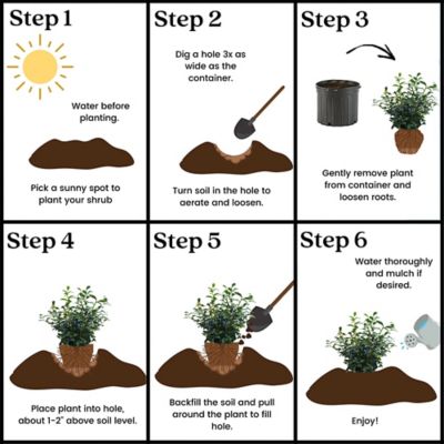 Image showing 5 th 2.25 gal. Potted O'Neal Blueberry Shrub